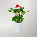 Cây Hồng Môn Đỏ Thủy Sinh