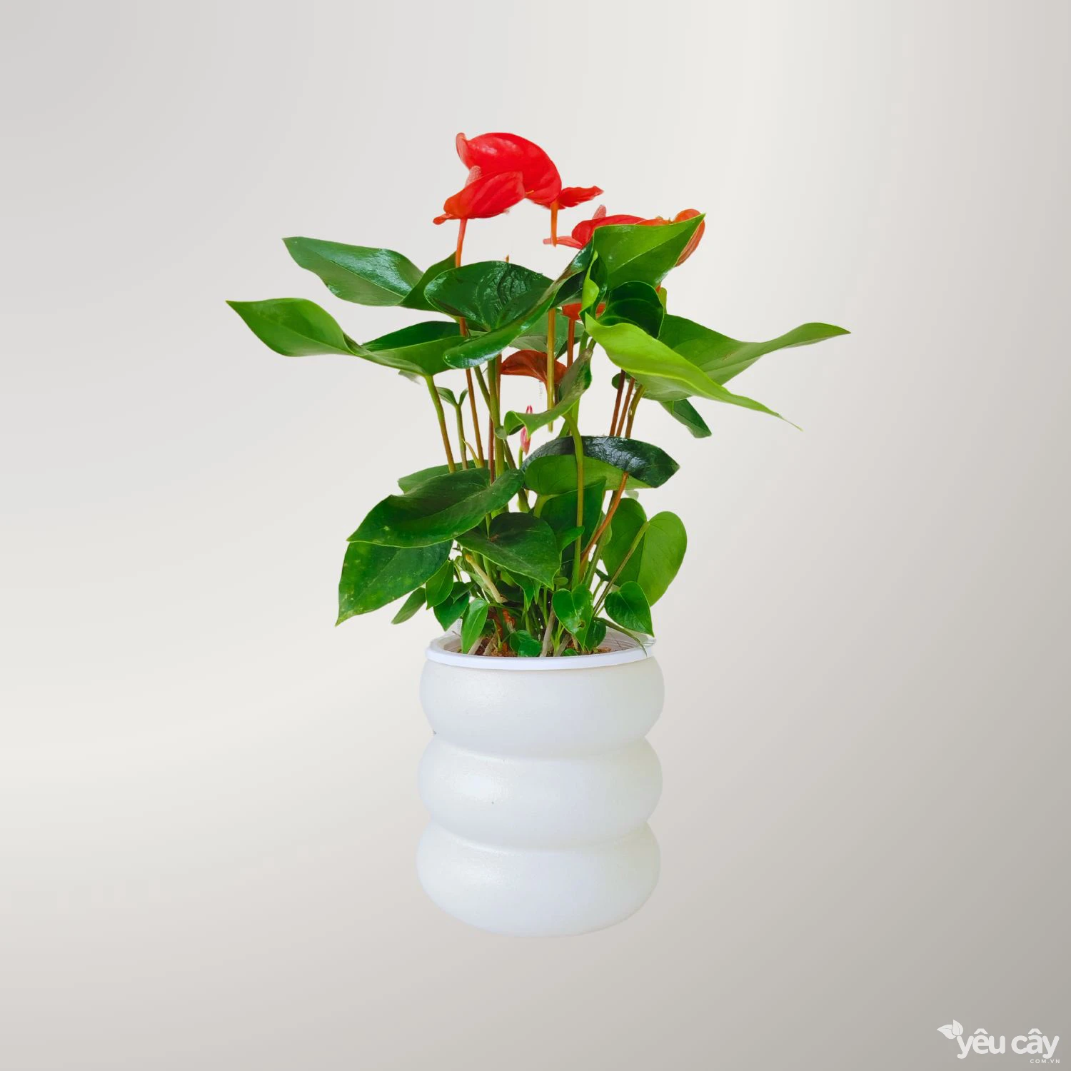 Cây Hồng Môn Đỏ Thủy Sinh