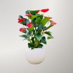 Cây Hồng Môn Đỏ Thủy Sinh