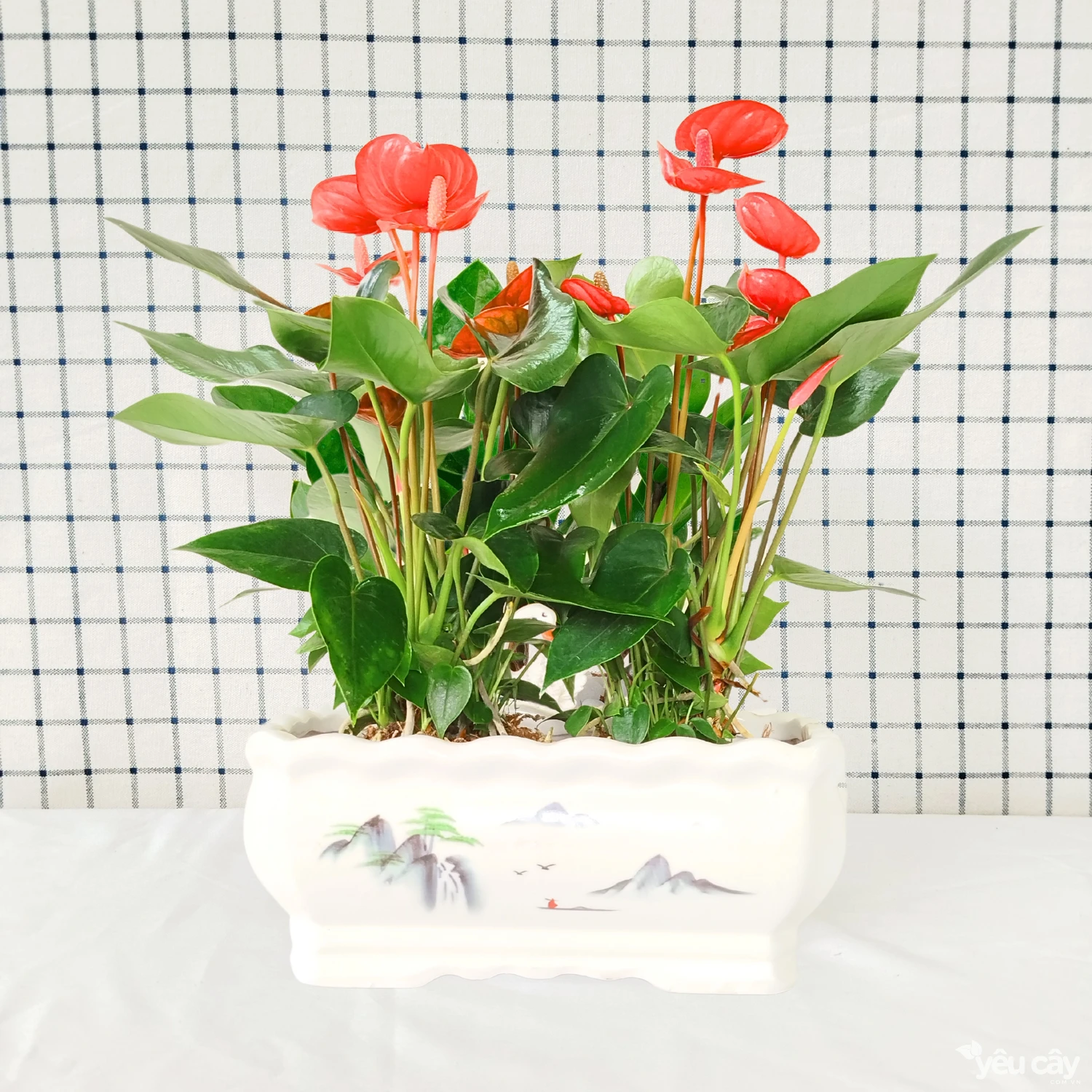 Cây Hồng Môn Đỏ Để Bàn