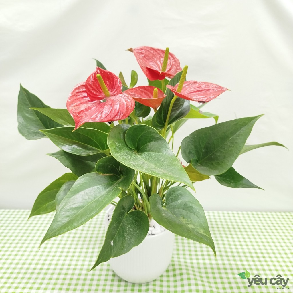 Cây Hồng Môn Đỏ