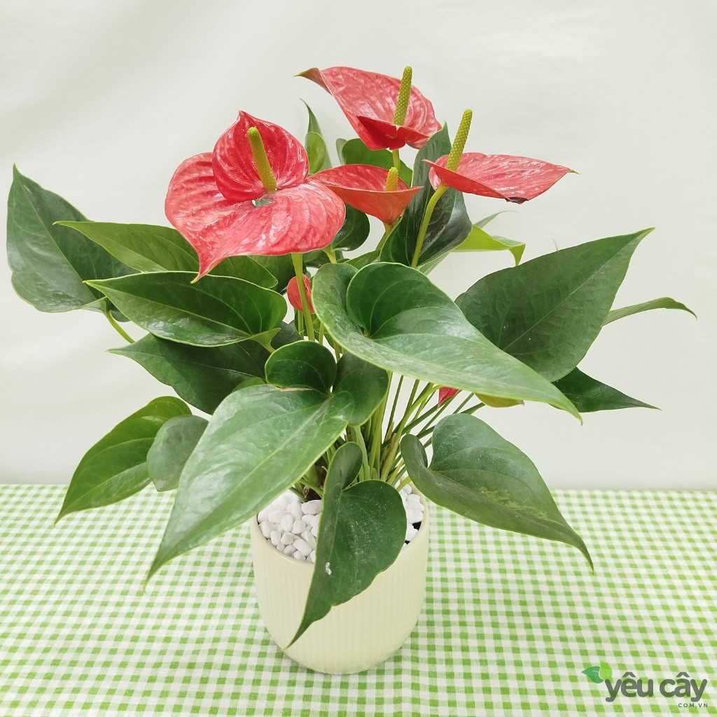 Cây Hồng Môn Đỏ