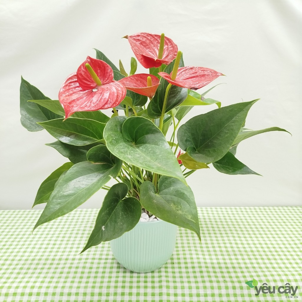 Cây Hồng Môn Đỏ