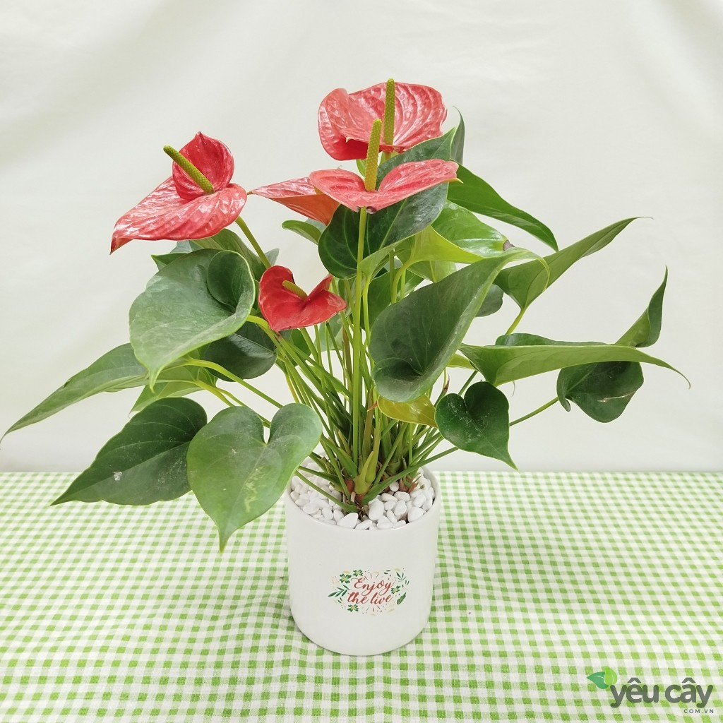 Cây Hồng Môn Đỏ