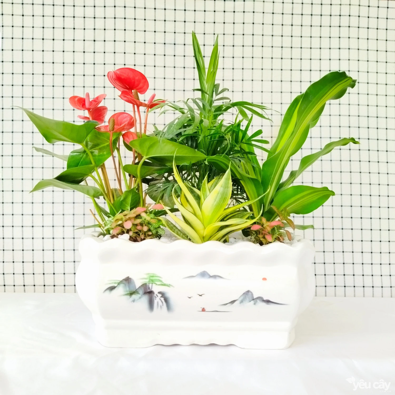 Cây Hồng Môn Đỏ Để Bàn