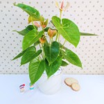 Cây Hồng Môn Hồng