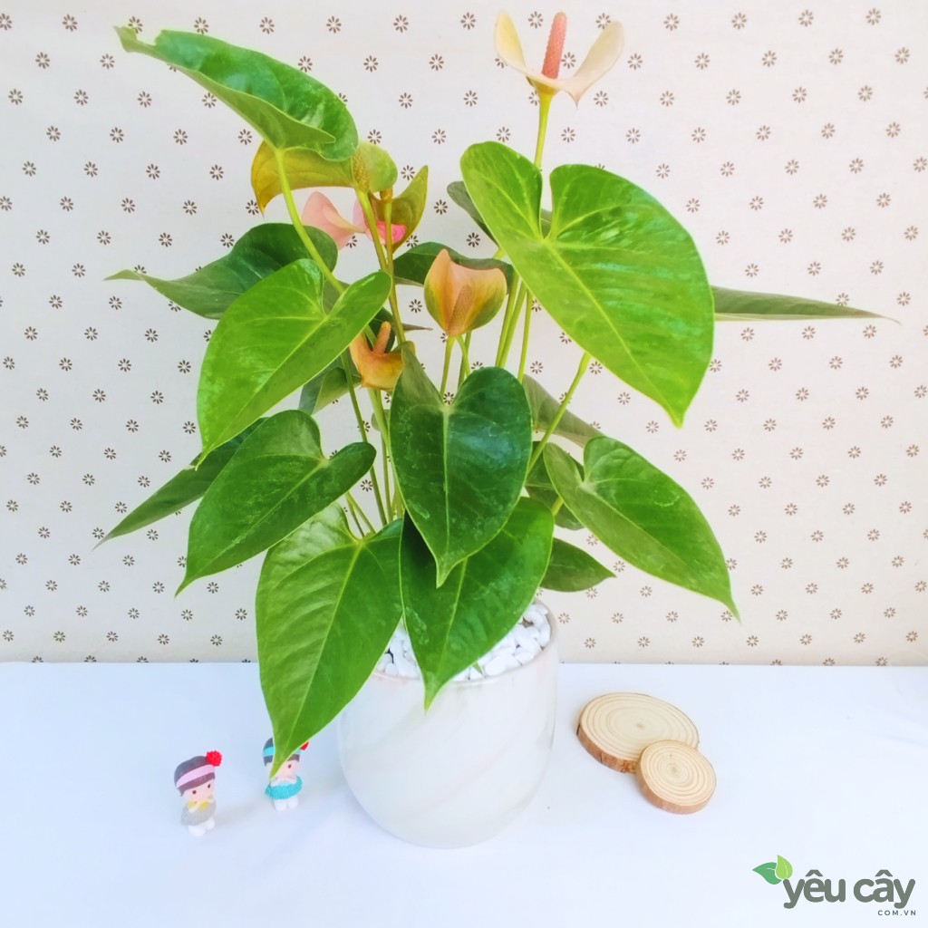 Cây Hồng Môn Hồng