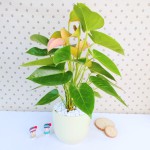 Cây Hồng Môn Hồng