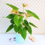 Cây Hồng Môn Hồng