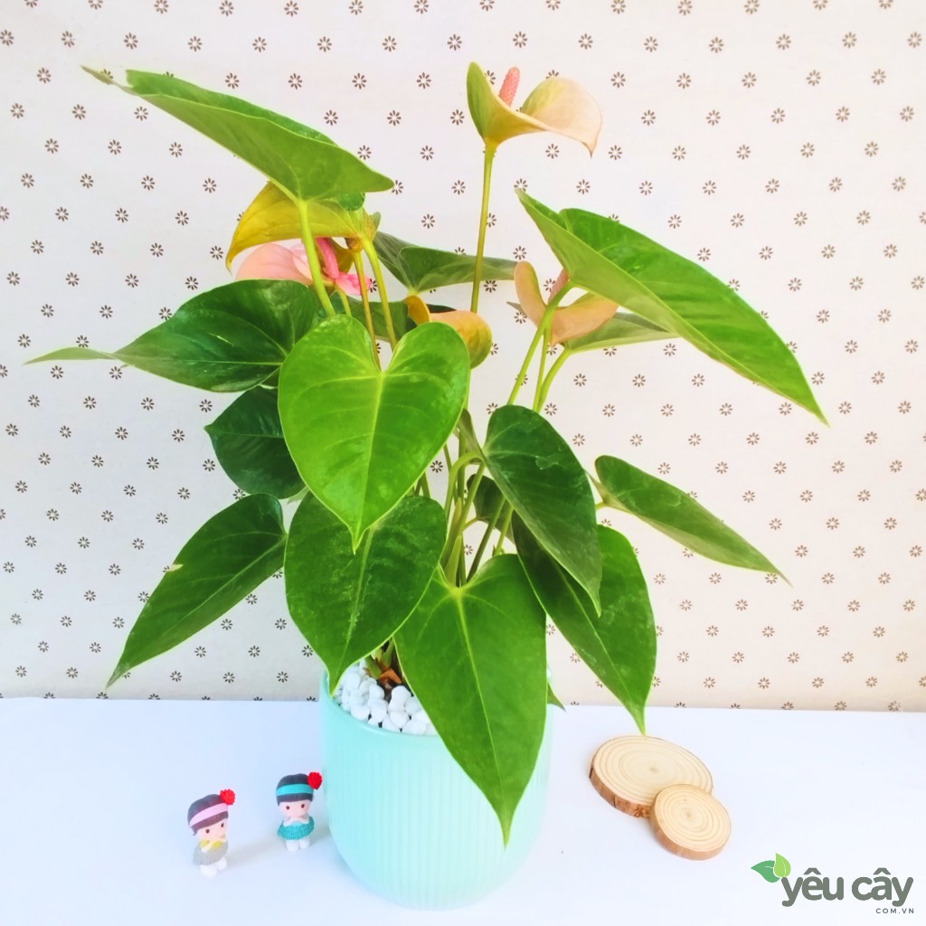 Cây Hồng Môn Hồng