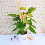 Cây Hồng Môn Hồng