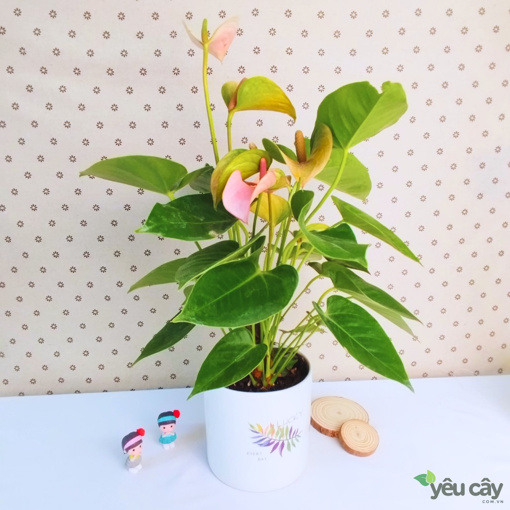 Cây Hồng Môn Hồng