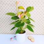 Cây Hồng Môn Hồng