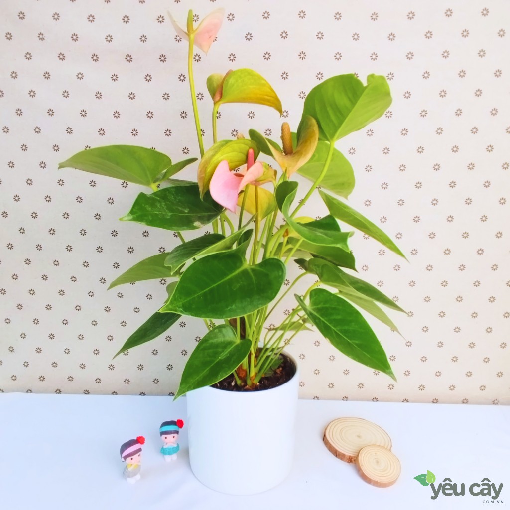 Cây Hồng Môn Hồng