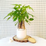 Cây Kim Ngân 3 Thân Để Bàn