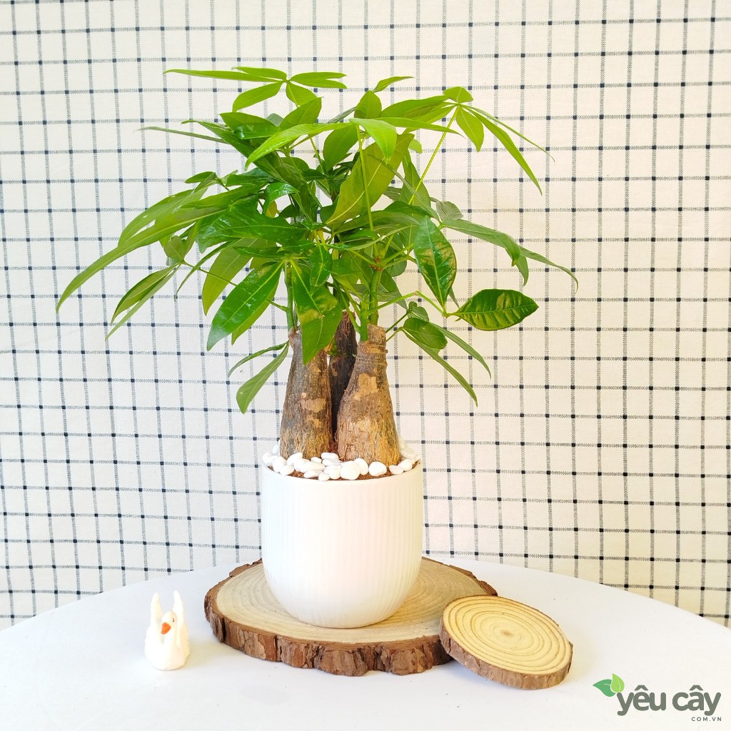 Cây Kim Ngân 3 Thân Để Bàn