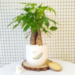 Cây Kim Ngân 3 Thân Để Bàn