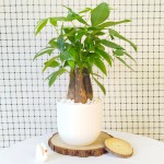 Cây Kim Ngân 3 Thân Để Bàn