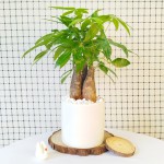 Cây Kim Ngân 3 Thân Để Bàn