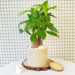 Cây Kim Ngân 3 Thân Để Bàn