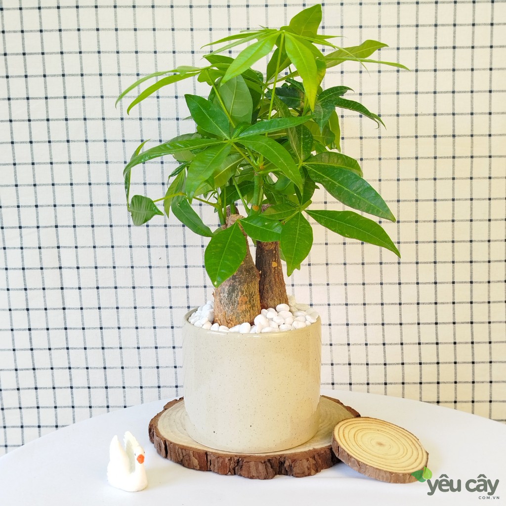 Cây Kim Ngân 3 Thân Để Bàn