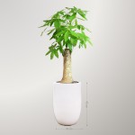 Cây Kim Ngân 1 Thân Gốc To Để Sàn