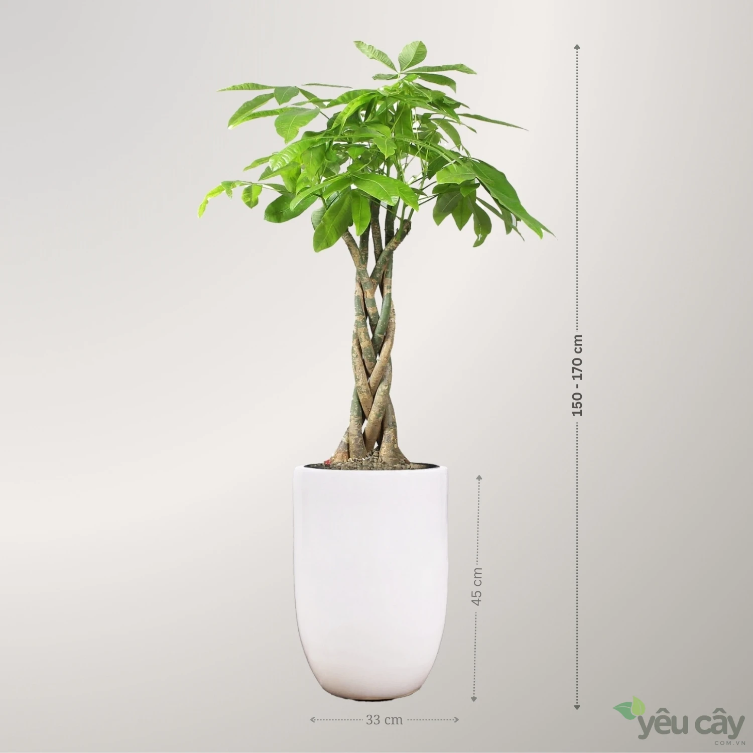 Cây Kim Ngân Xoắn To Để Sàn