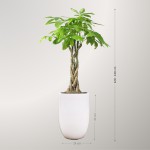 Cây Kim Ngân Xoắn To Để Sàn