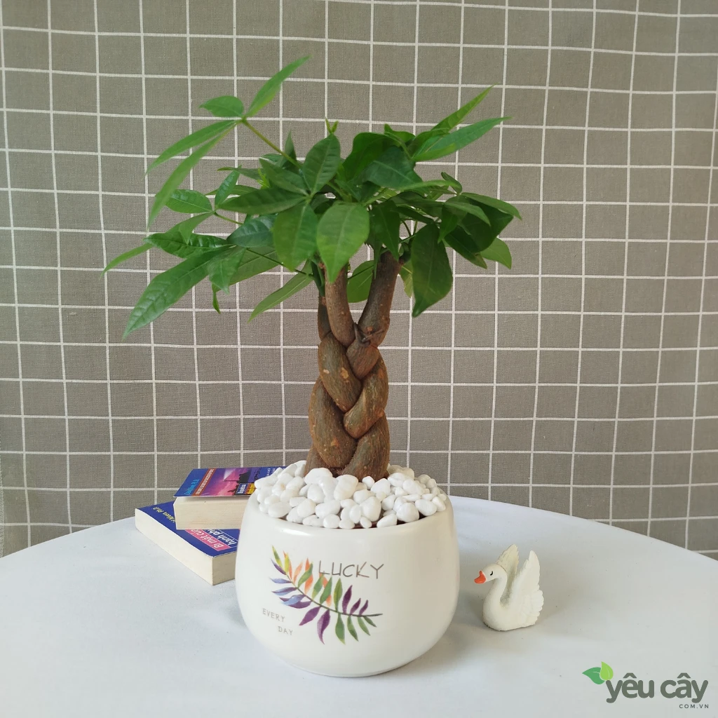 Cây Kim Ngân Để Bàn