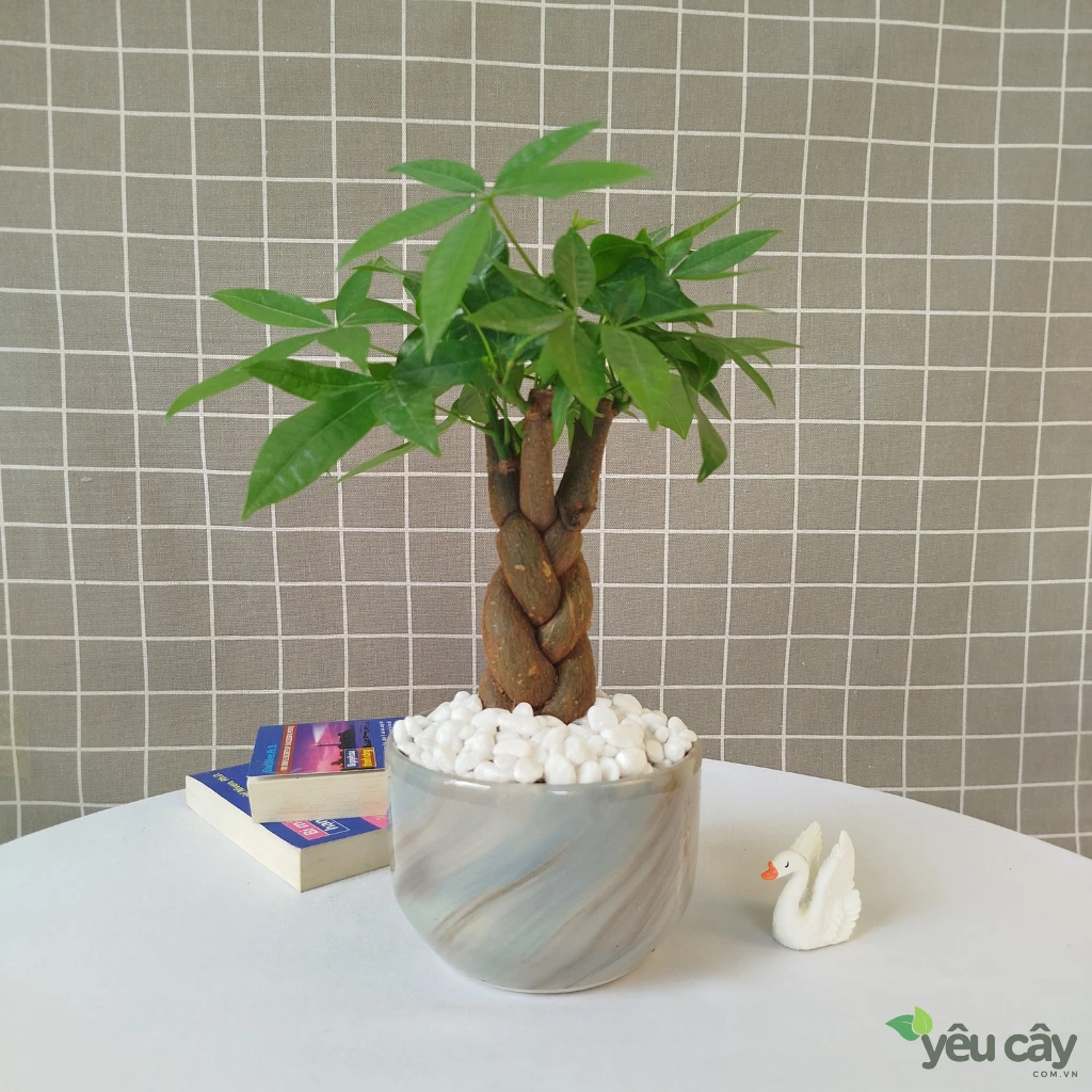 Cây Kim Ngân Để Bàn