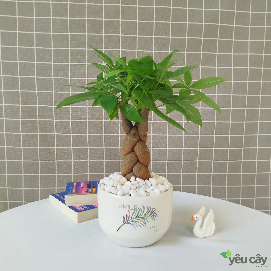 Cây Kim Ngân Để Bàn
