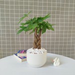 Cây Kim Ngân Để Bàn