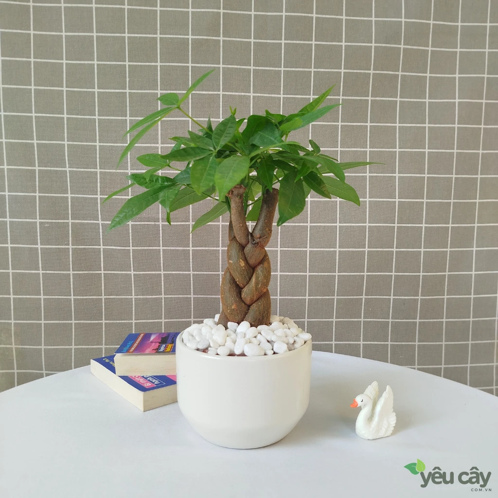 Cây Kim Ngân Để Bàn