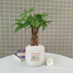 Cây Kim Ngân Để Bàn