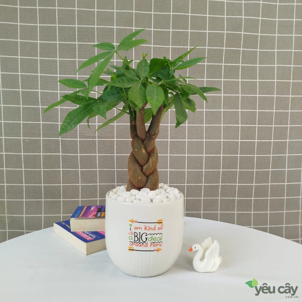 Cây Kim Ngân Để Bàn