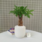 Cây Kim Ngân Để Bàn