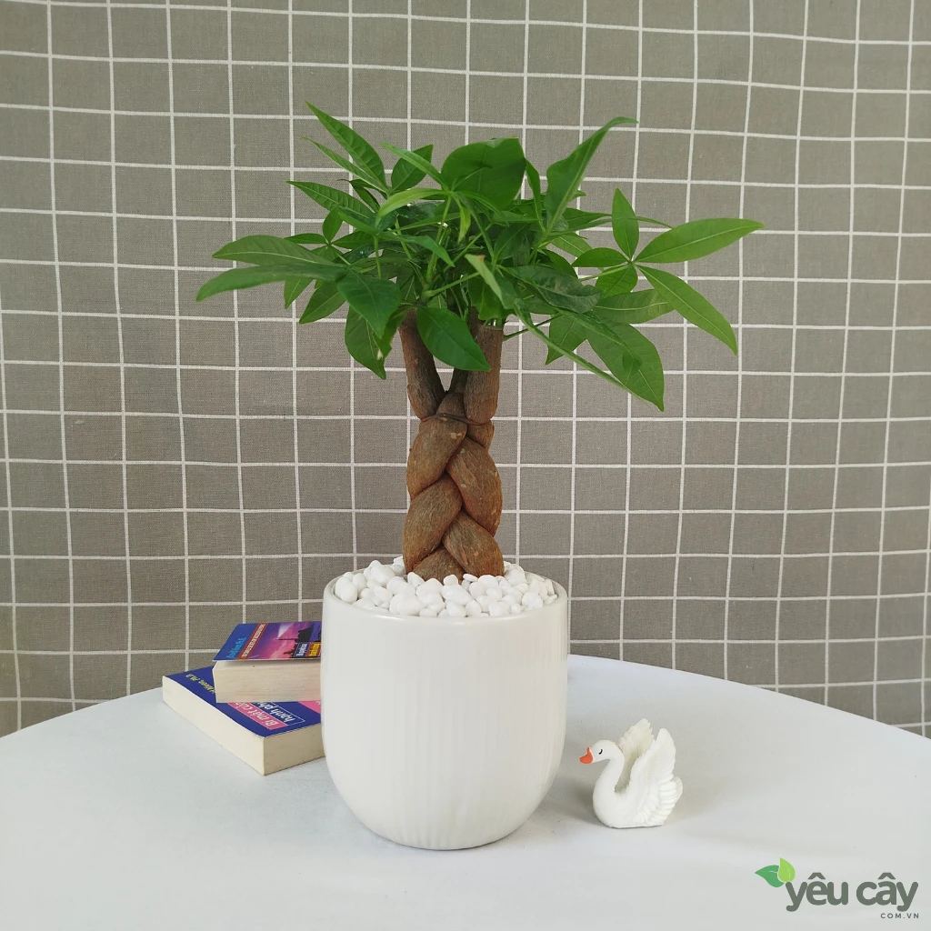 Cây Kim Ngân Để Bàn