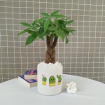 Cây Kim Ngân Để Bàn