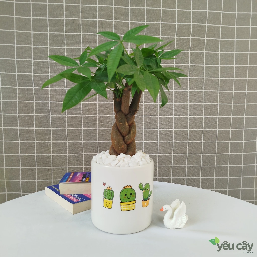 Cây Kim Ngân Để Bàn