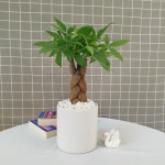 Cây Kim Ngân Để Bàn