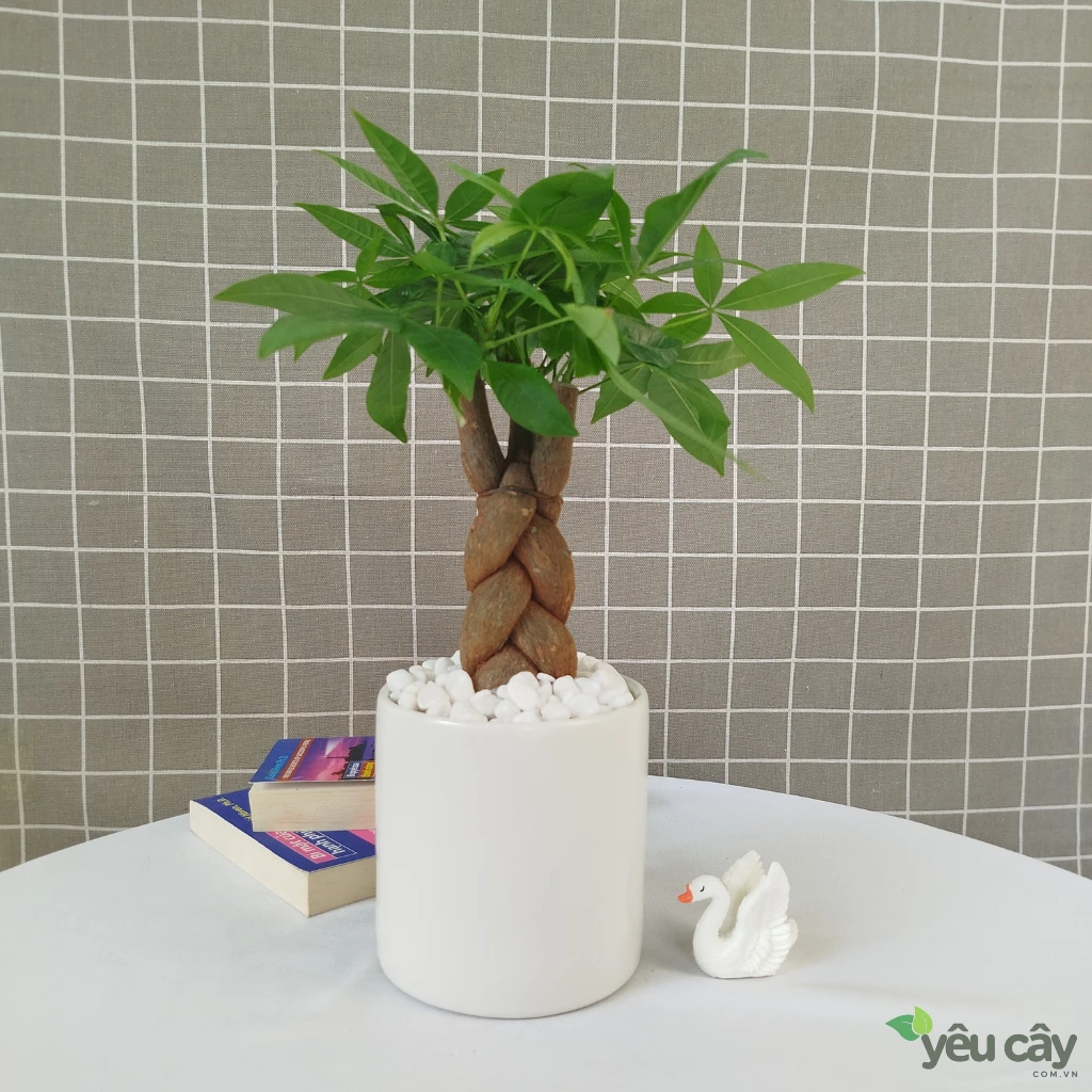 Cây Kim Ngân Để Bàn