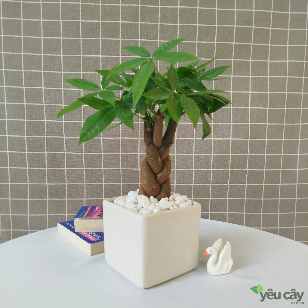 Cây Kim Ngân Để Bàn