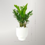 Cây Kim Tiền Nhỡ Để Bàn