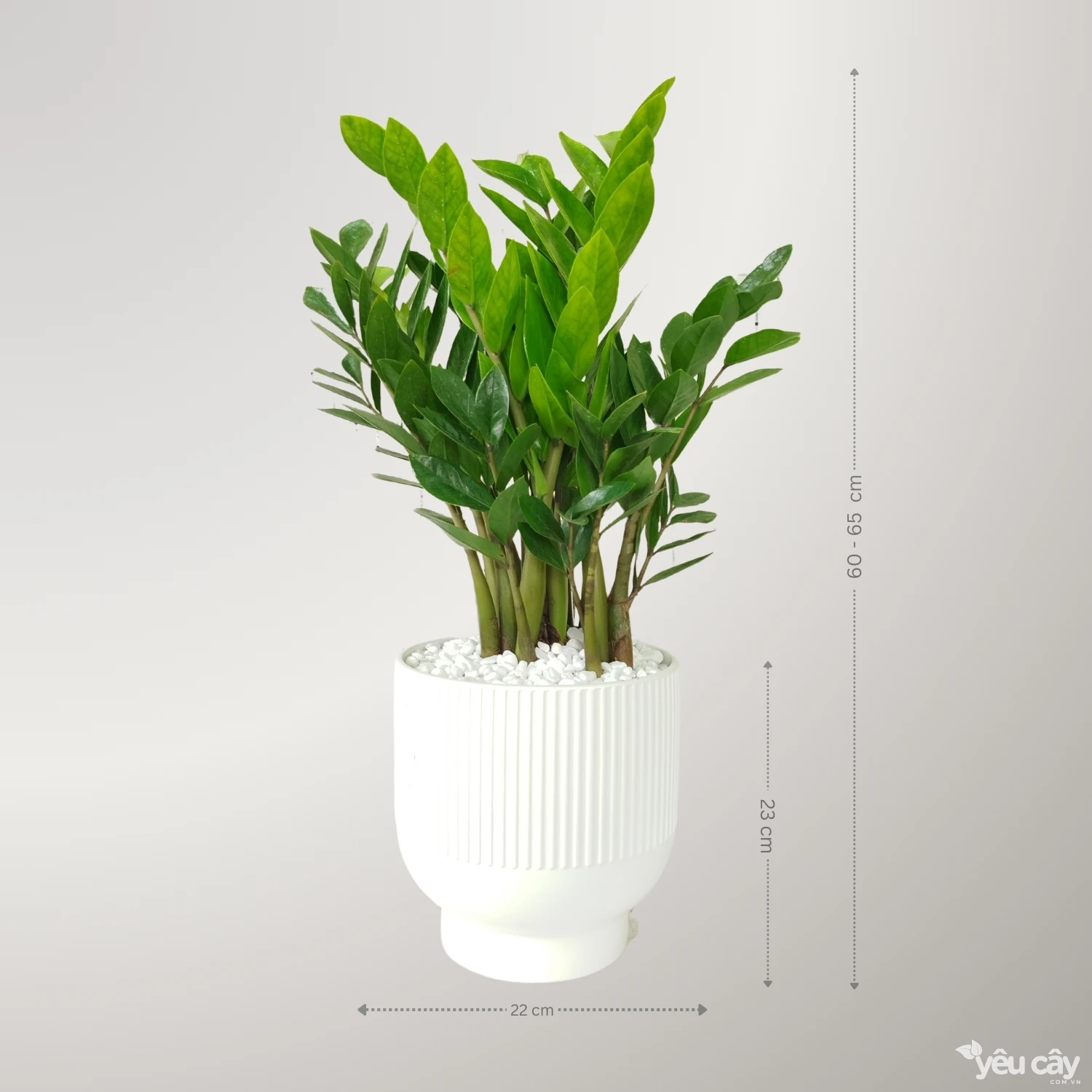 Cây Kim Tiền Nhỡ Để Bàn