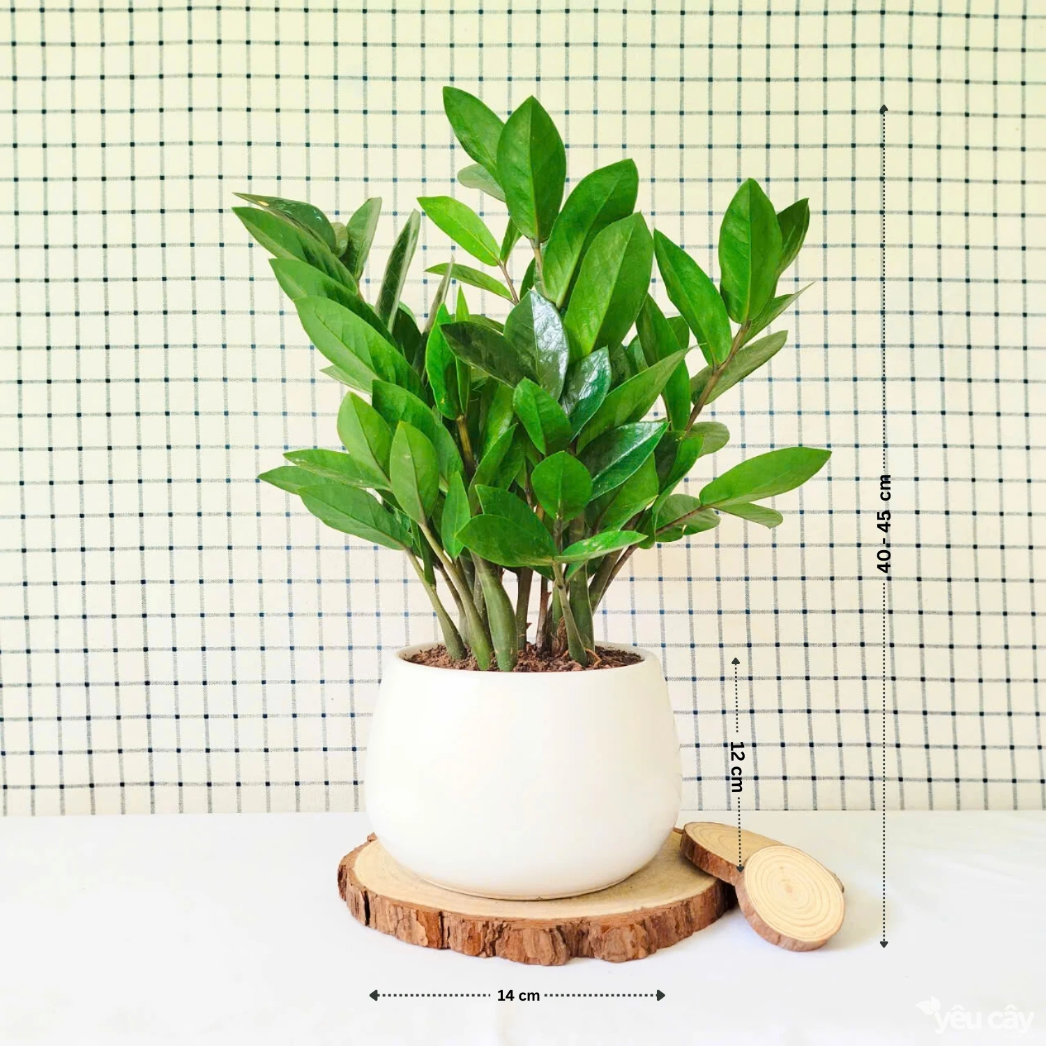 Cây Kim Tiền Nhỡ Để Bàn