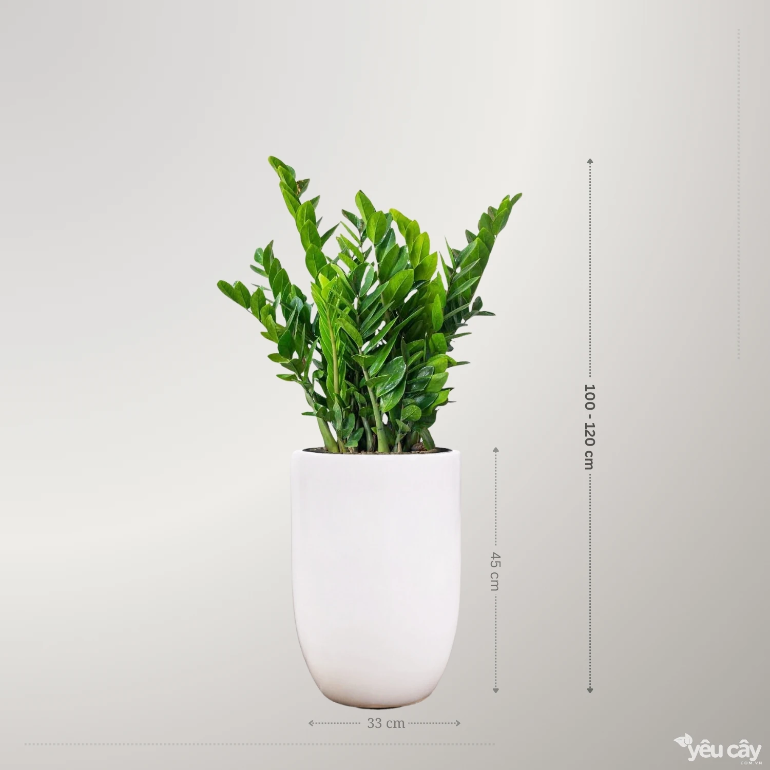 Cây Kim Tiền To Để Sàn