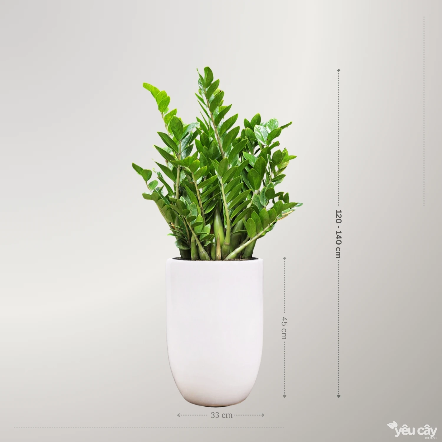 https://yeucay.com.vn/products/cay-kim-tien-to
