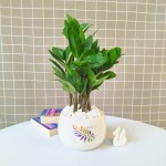 Cây Kim Tiền Để Bàn