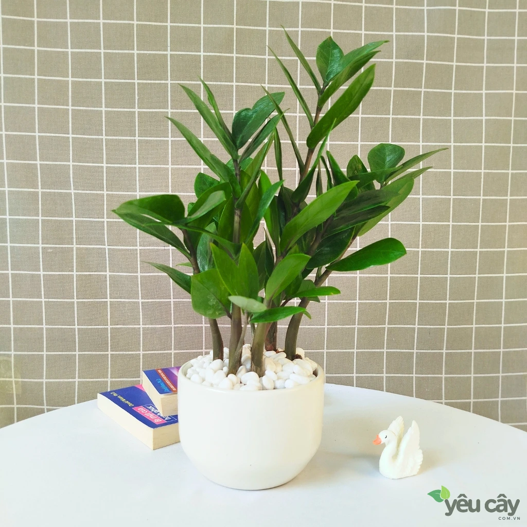 Cây Kim Tiền Để Bàn