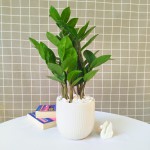 Cây Kim Tiền Để Bàn